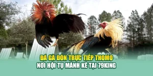 Đá Gà Đòn Trực Tiếp Thomo – Nơi Hội Tụ Mãnh Kê Tại 79King