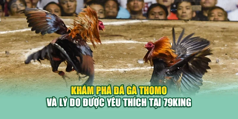 Khám phá đá gà Thomo và lý do được yêu thích tại 79King