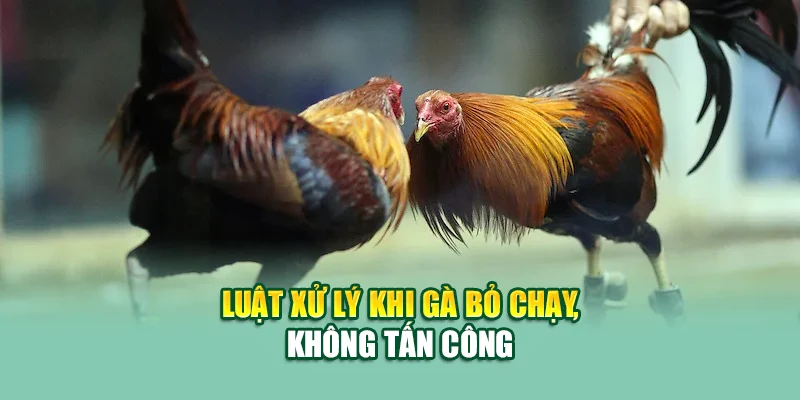 Luật xử lý khi gà bỏ chạy, không tấn công