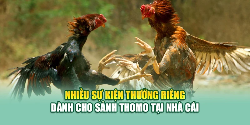 Nhiều sự kiện thưởng riêng dành cho sảnh Thomo tại nhà cái